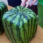 how to Grow square watermelons