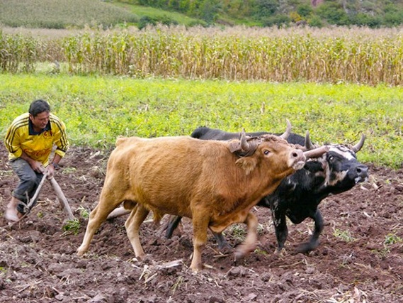 Peruvian Farmers with cows