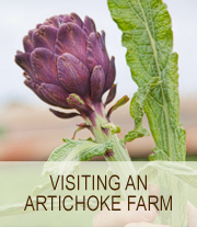 Baroda Artichoke Farms | She Paused 4 Thought