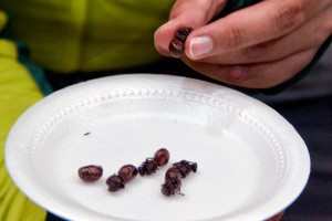 roasted-ants in bogota colombia