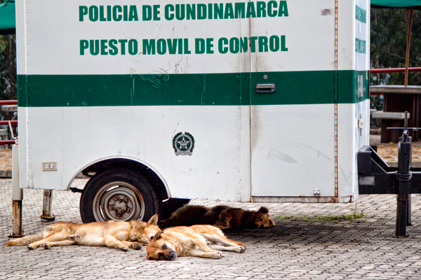 Dogs in Colombia SA | cathy nelson arkle