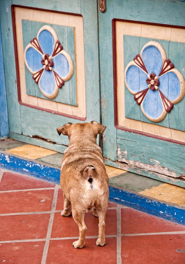 Dogs in Colombia | Cathy Nelson Arkle