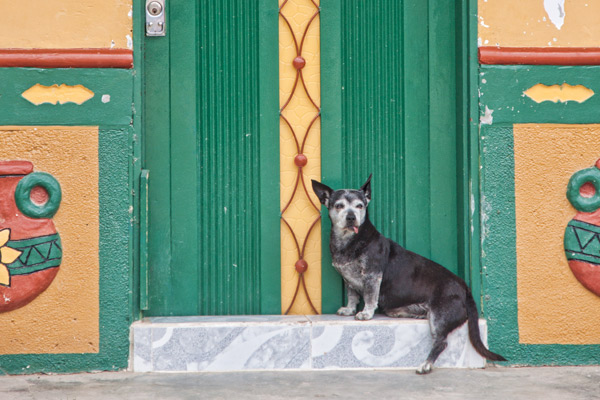 Dogs in Colombia SA | cathy nelson arkle