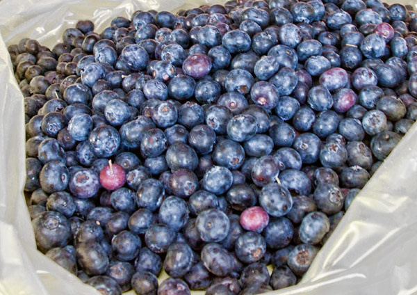 blueberries Fairfield Farms Pauma Valley ca