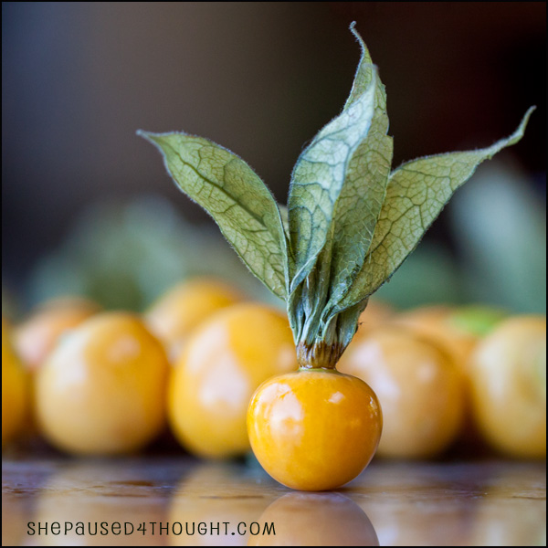 Goldenberry Cape Gooseberry | She Paused 4 Thought