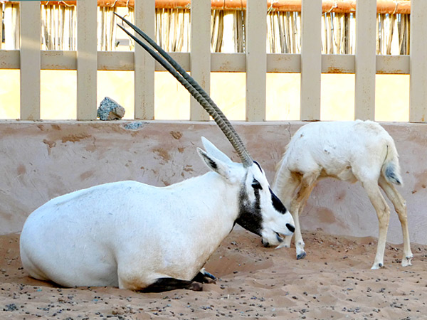 Arabian oryx in Oman