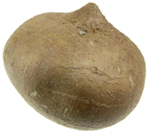 picture of a jicama