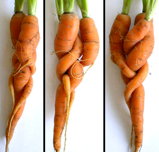 twisted carrots